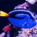 blue tangs for sale