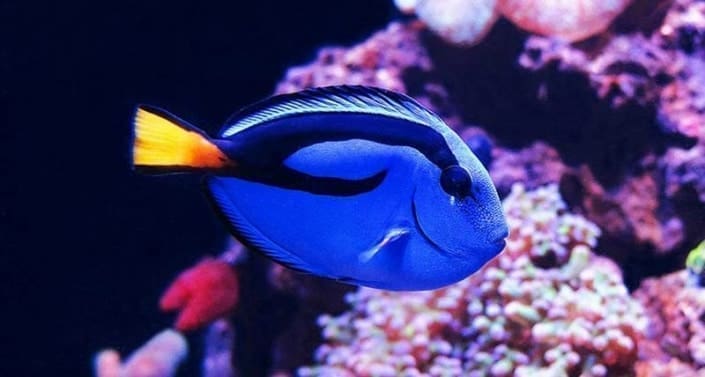 blue tangs for sale