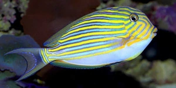clown tang