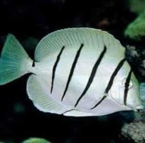 convict tang for sale