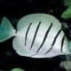 convict tang for sale