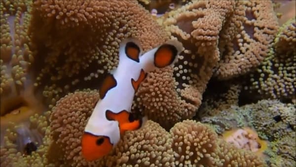 Davinci Clownfish for sale - Image 3
