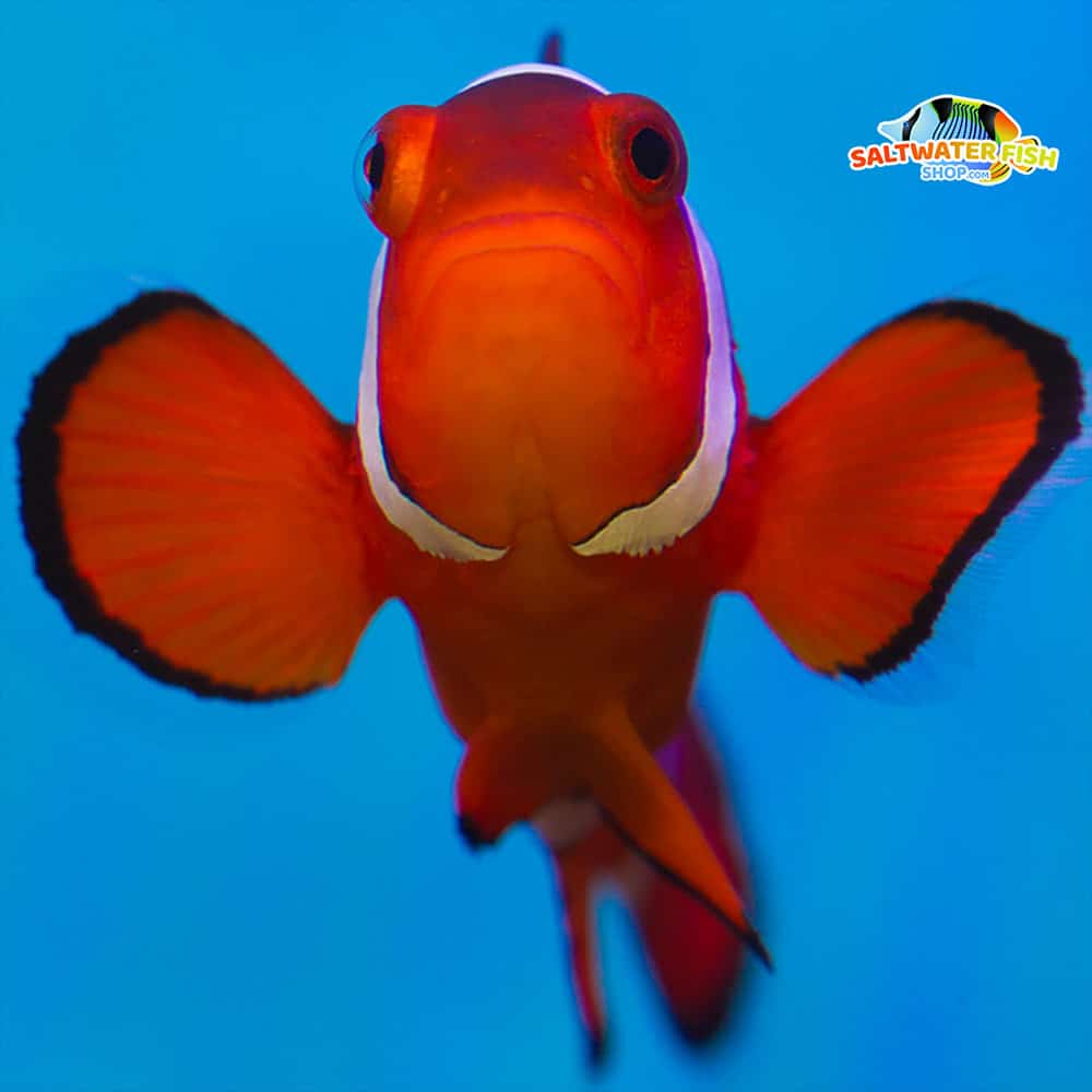 false percula clownfish for