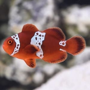 lightning maroon clownfish