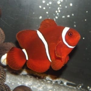 maroon clownfish for sale