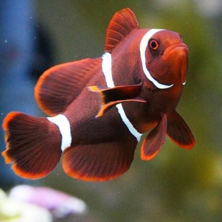 lightning maroon clownfish