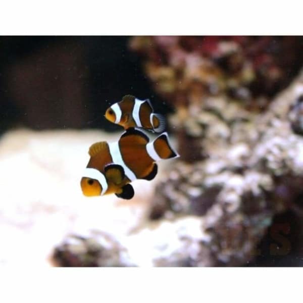 Ocellaris Clownfish: Mocha - Captive Bred - Image 3