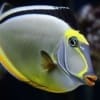 naso surgeonfish