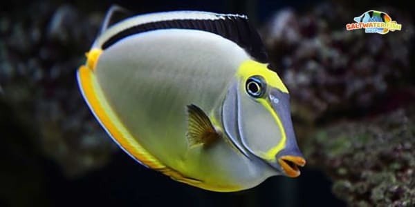 naso surgeonfish
