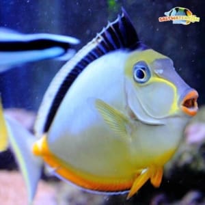 naso tang for sale