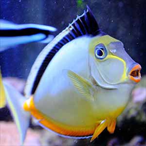 naso tang for sale