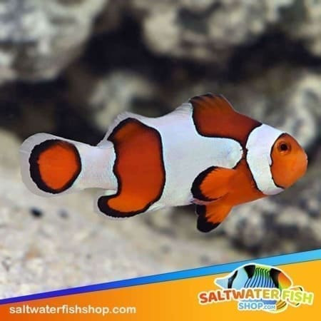 ocellaris clownfish for sale