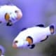 platinum percula clownfish for sale