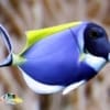 powder blue tang fish