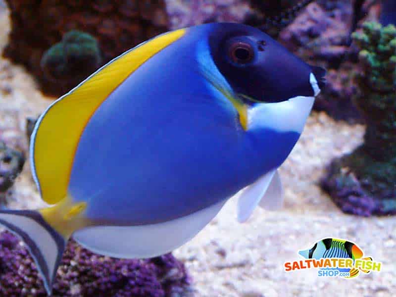 Powder Blue Tang: Saltwater Aquarium Fish