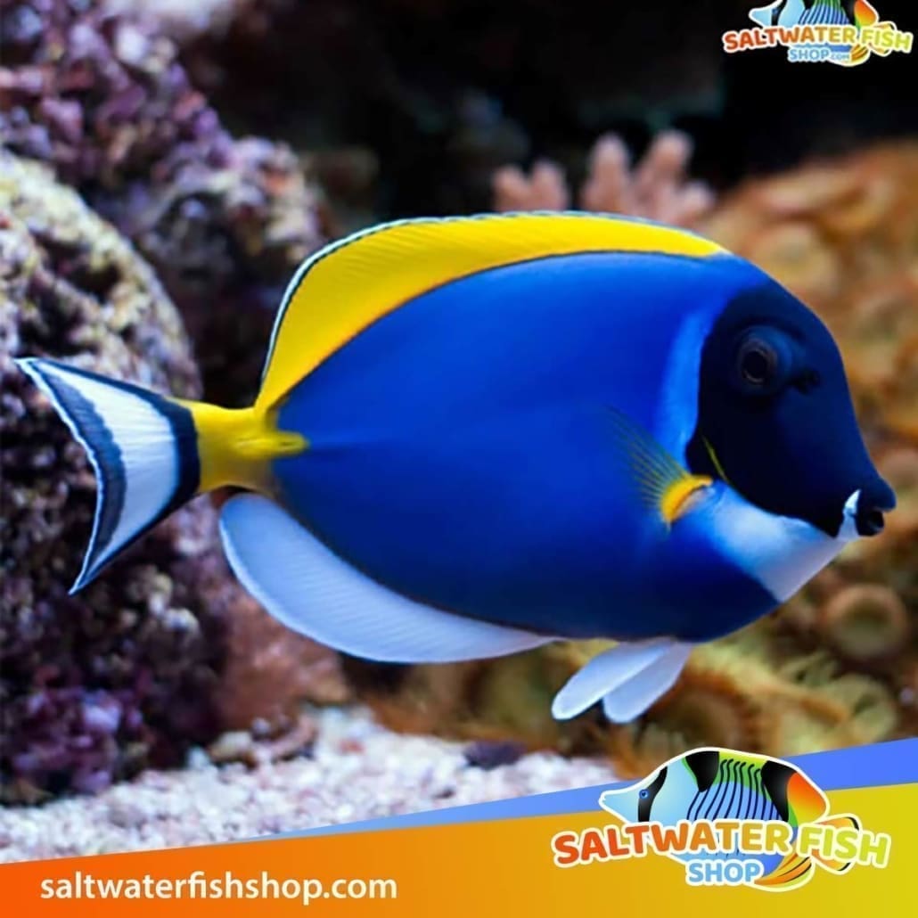 powder blue tang for sale  captive bred powder blue tangs for sale online