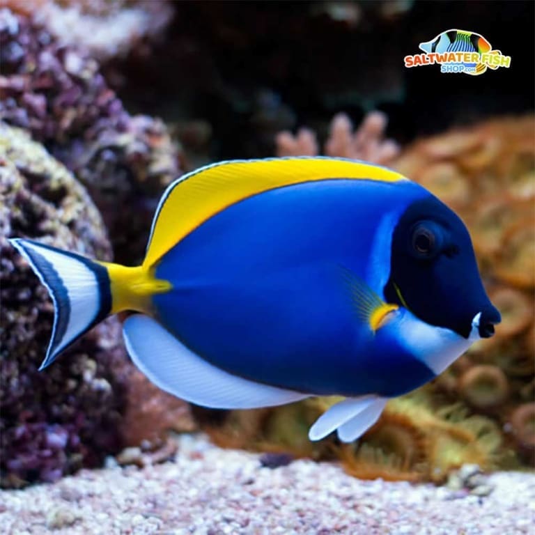 powder blue tang for sale captive bred powder blue tangs for sale online