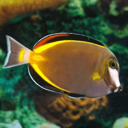 powder brown tang for sale