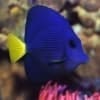 purple tang