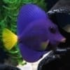 purple tang fish