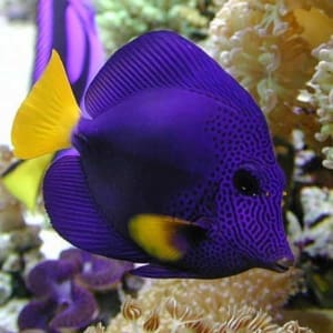 purple tang for sale