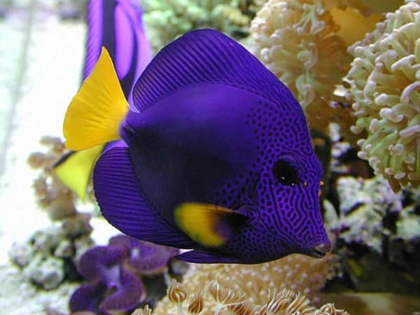 purple tang for sale