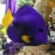 purple tang for sale