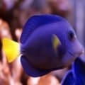 purple tang for sale