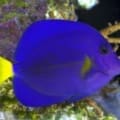 purple tangs