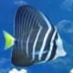 sailfin tang for sale