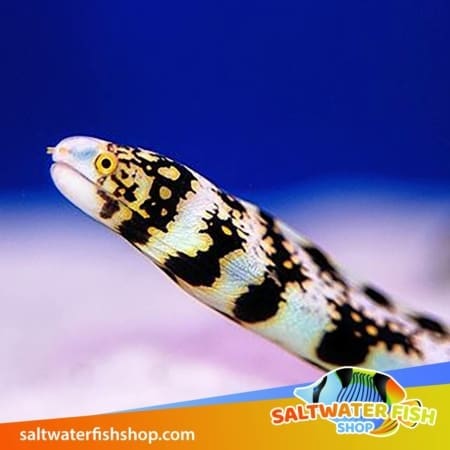 Snowflake Eel