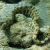 snowflake eel