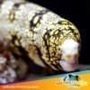 snowflake eel for sale