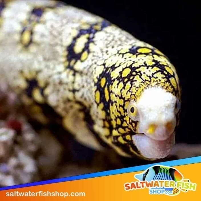 Snowflake eel for sale online Snow flake eels for sale saltwater fish