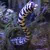 snowflake eel for sale