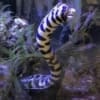 snowflake eel for sale