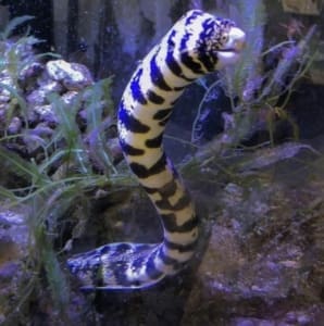 snowflake eel for sale