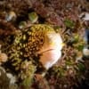 Snowflake eel