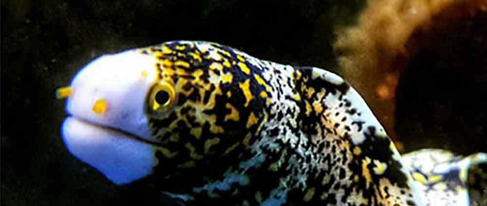 snowflake eel