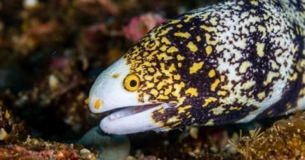 snowflake eels for sale