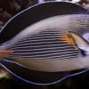 sohal surgeonfish for sale