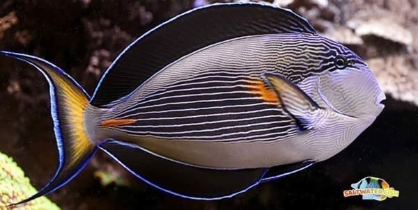 sohal surgeonfish for sale