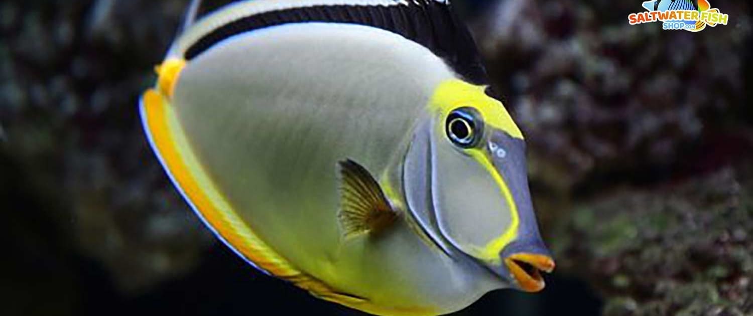 saltwater fish near me