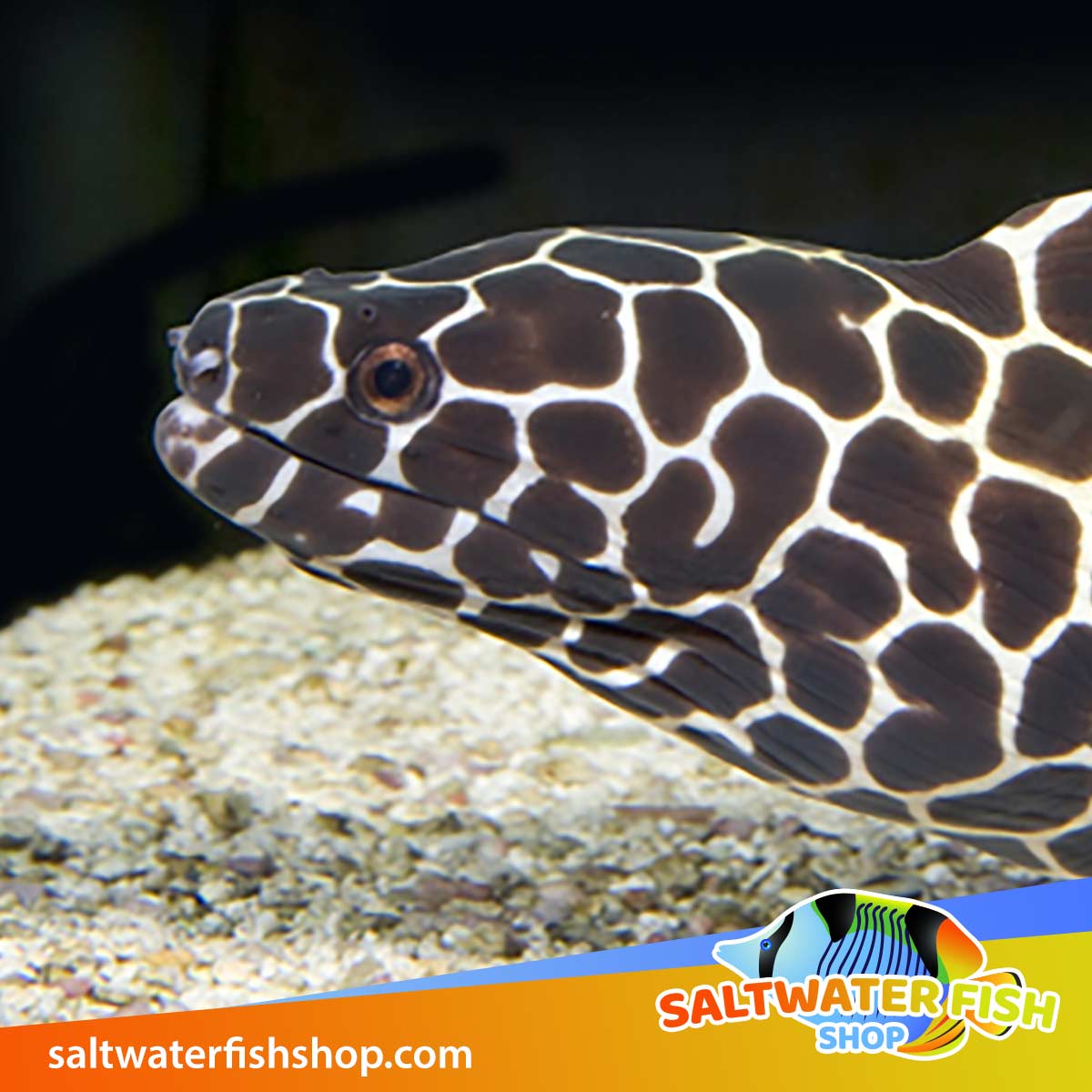 Tesselata Eel for sale Chainlink Moray Eels for sale online Cheap Price