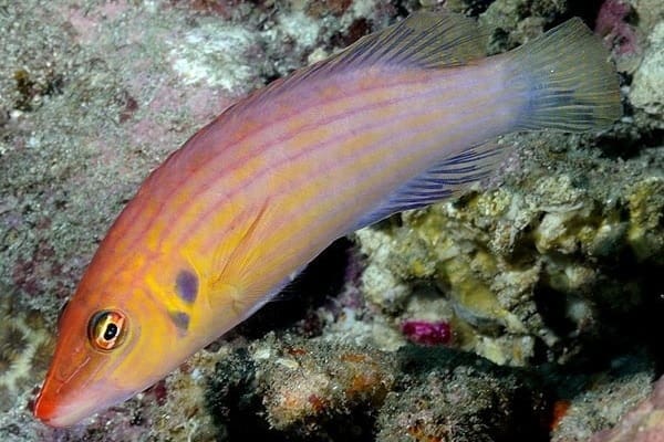 Eight Line Wrasse - Image 2
