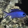 Blue reef chromis