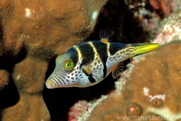 Valentini Puffer - Image 2