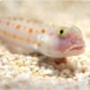 Diamond Watchman goby