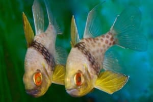 Cardinalfish for sale