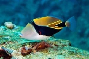 Triggerfish for sale online